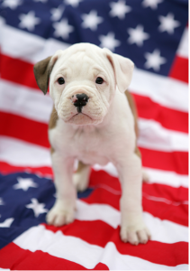 Long Haired French Bulldog