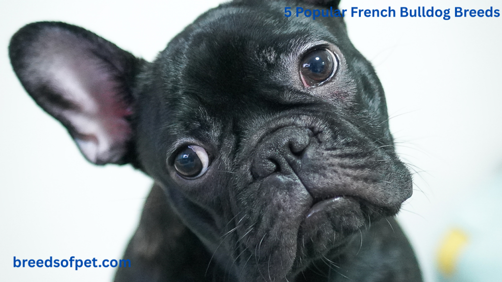 black French Bulldog