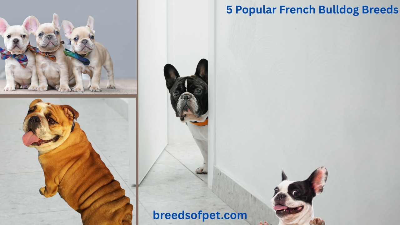 5 Popular French Bulldog Breeds