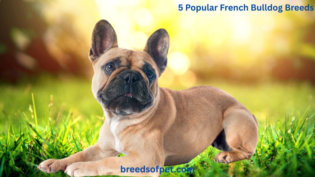 5 Popular French Bulldog Breeds
