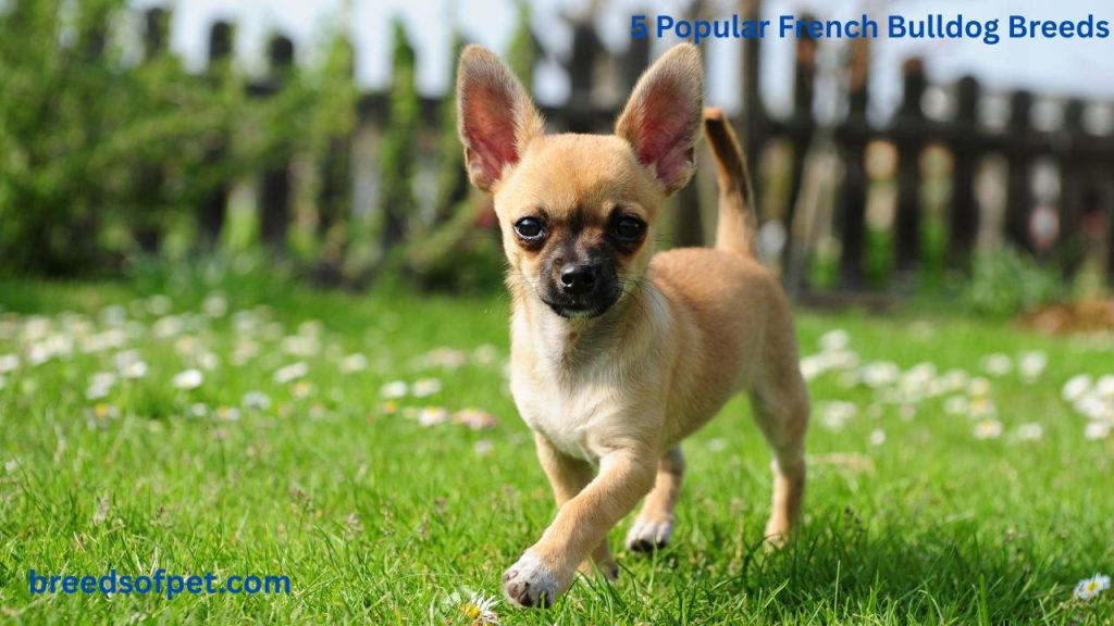 French Bullhuahua, French Bulldog plus Chihuahua