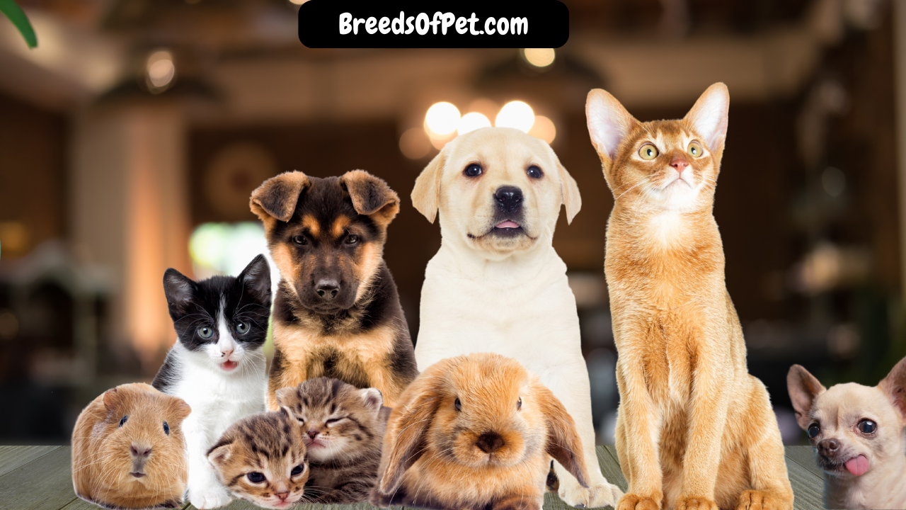 Breeds Of Pet