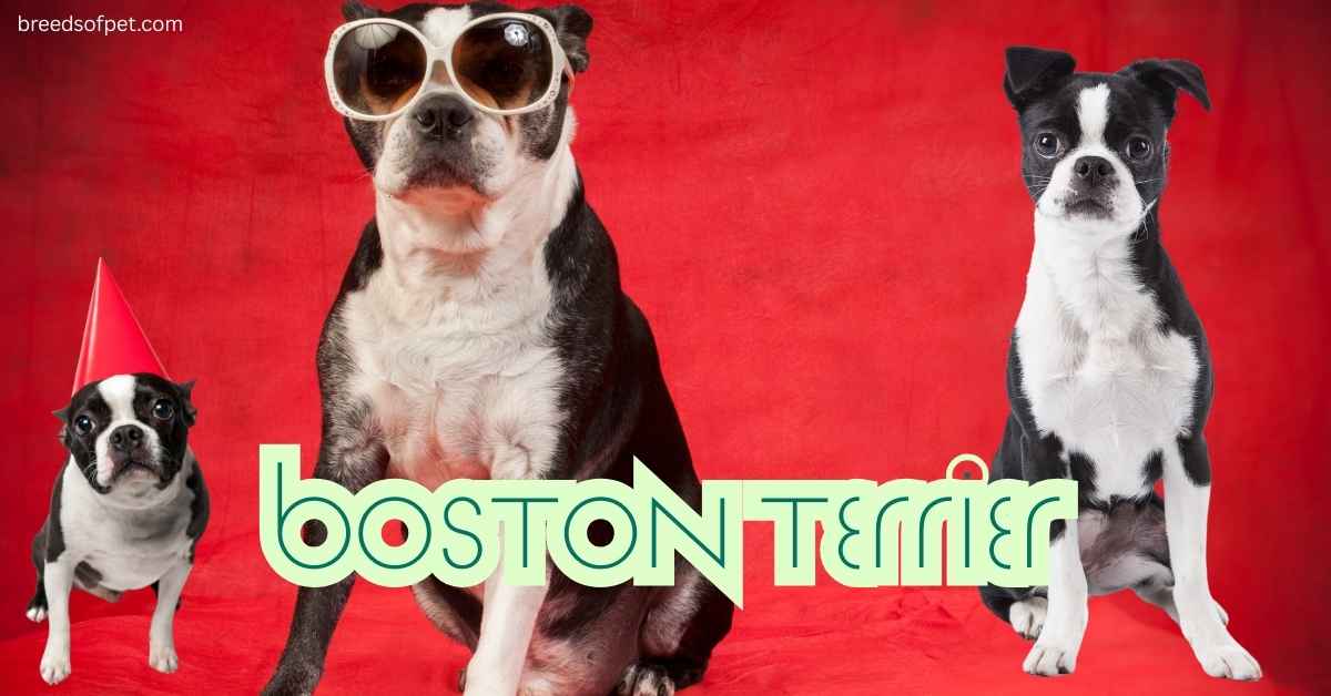 Boston Terrier: The Complete Guide 2025
