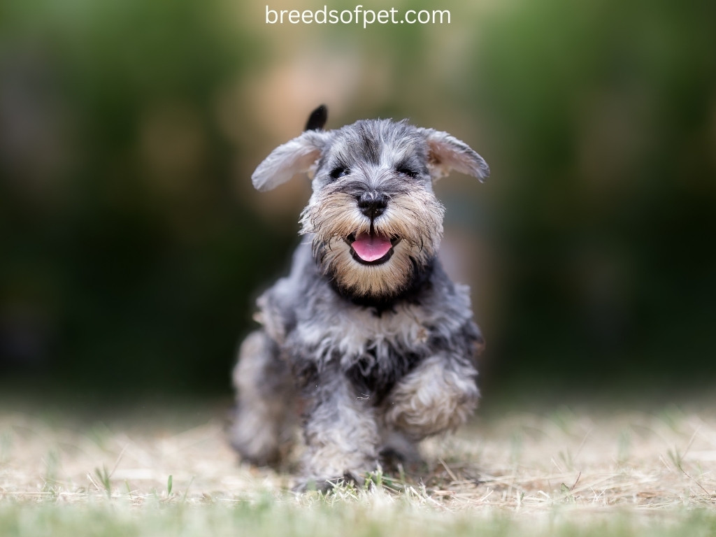 Miniature Schnauzer Hypoallergenic Dogs
