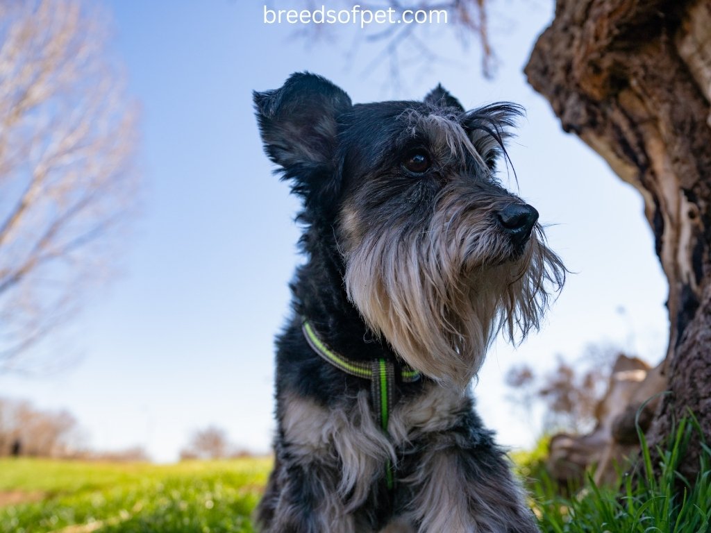 Silver Miniature Schnauzers