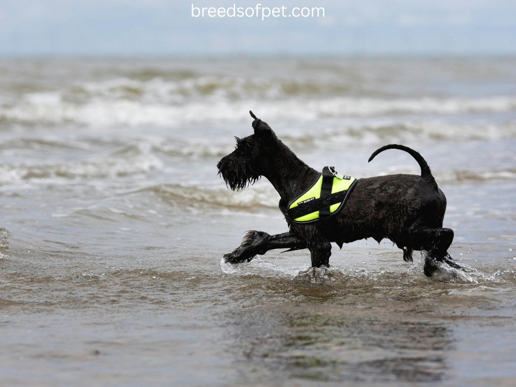 Miniature Schnauzers