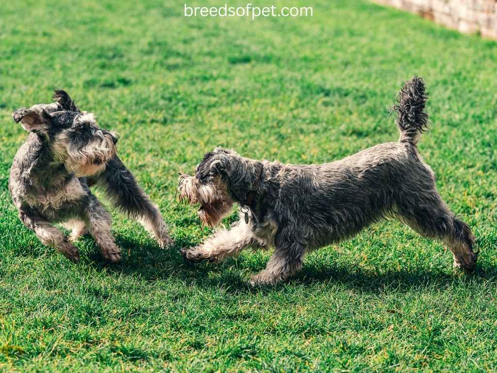 The Complete Guide to Miniature Schnauzers: 2025 8 Miniature Schnauzers