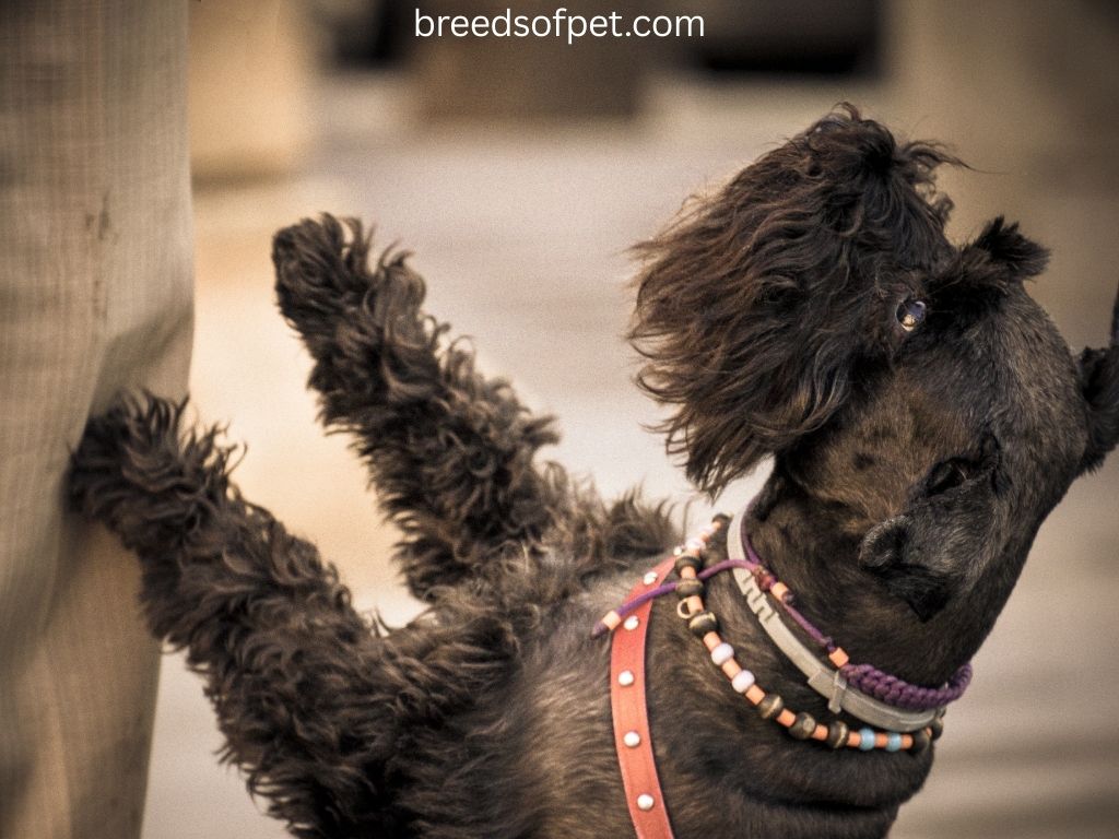 Miniature Schnauzers