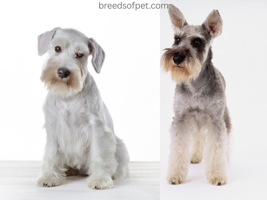 Miniature Schnauzers