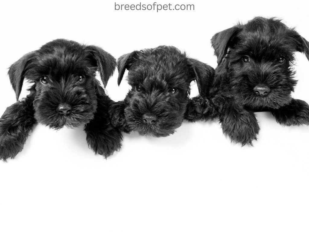 The Complete Guide to Miniature Schnauzers: 2025 6 Miniature Schnauzers