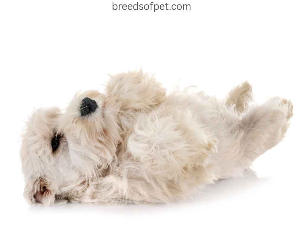 Miniature Schnauzers