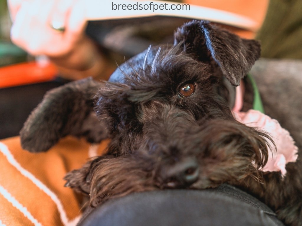 Black Miniature Schnauzers
