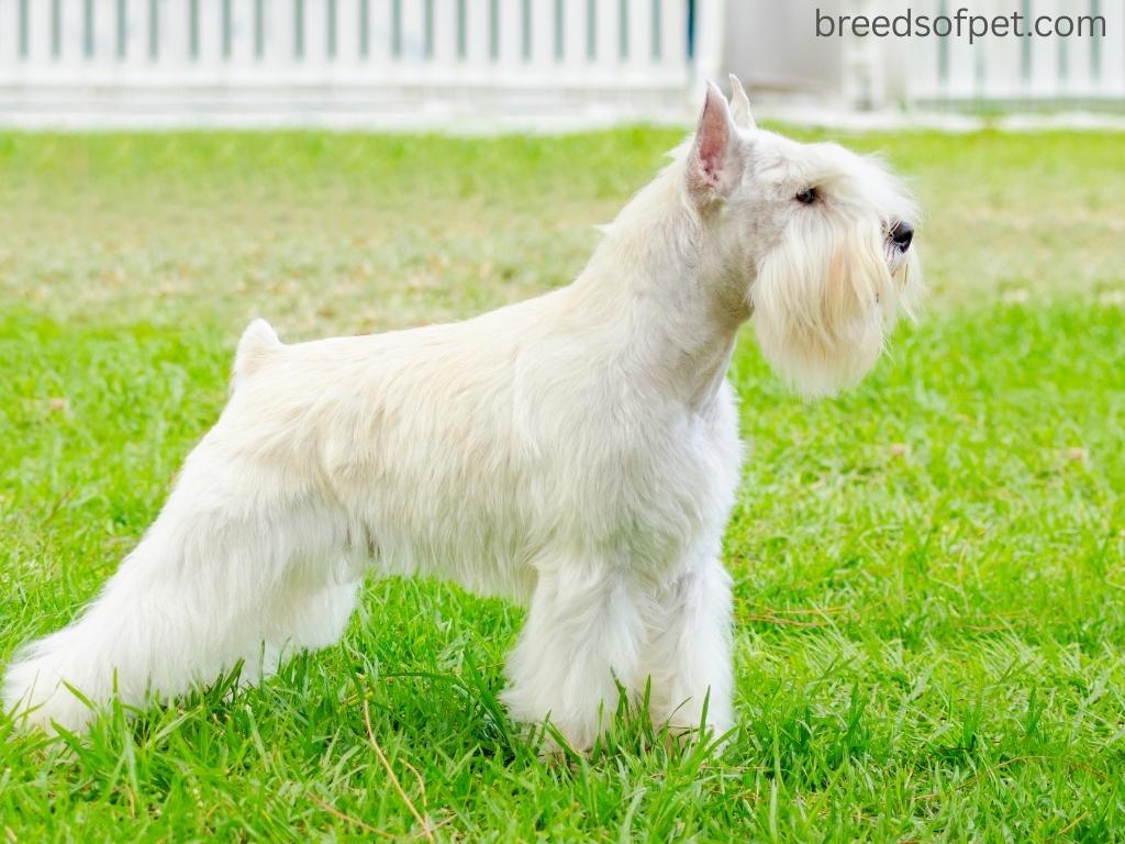 The Complete Guide to Miniature Schnauzers: 2025 7 White Miniature Schnauzers