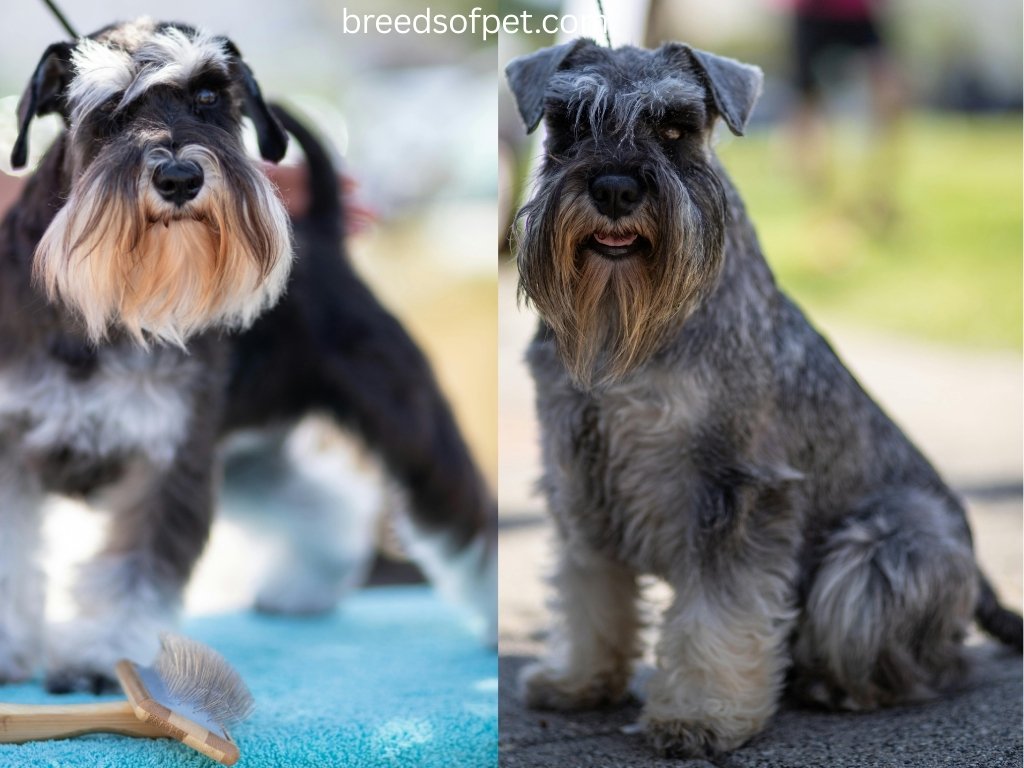 The Complete Guide to Miniature Schnauzers: 2025 5 Miniature Schnauzers