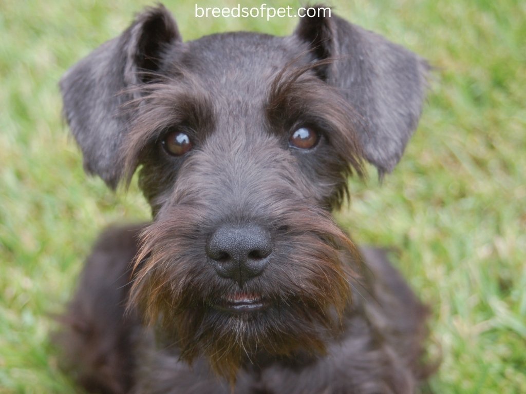 The Complete Guide to Miniature Schnauzers: 2025 9 Miniature Schnauzers