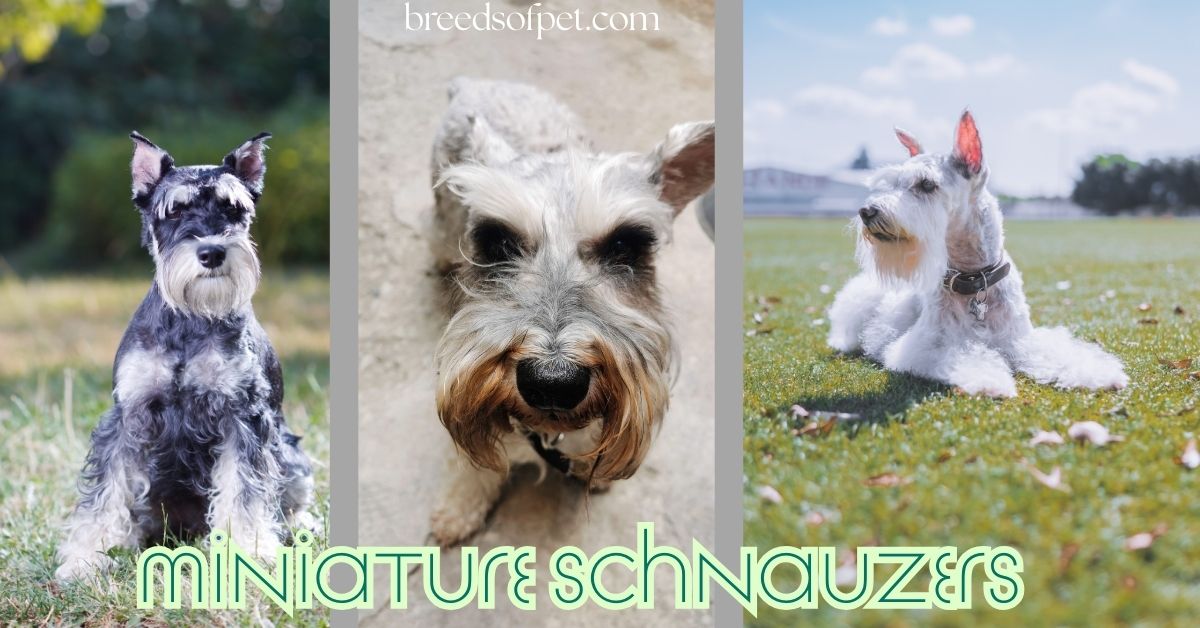 Miniature Schnauzers