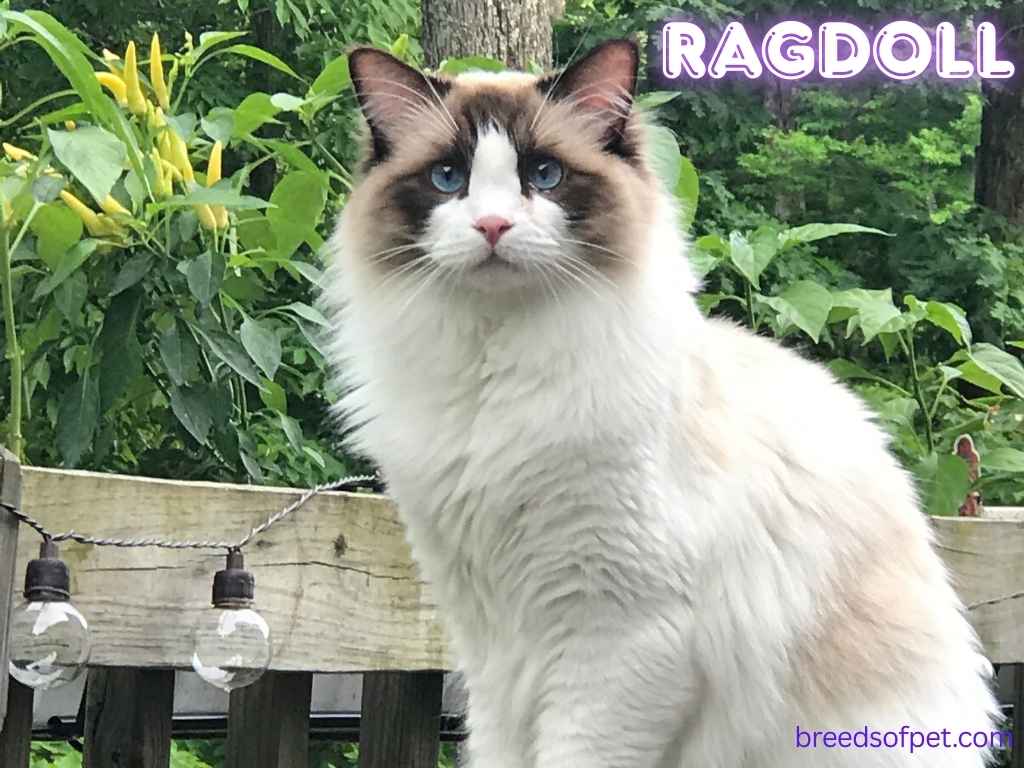 Ragdoll Cats -The Complete Guide: Everything You Need to Know 2025 8 Ragdoll
