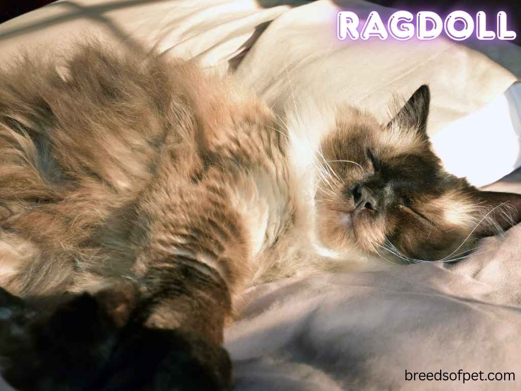 Ragdoll Cats -The Complete Guide: Everything You Need to Know 2025 10 Ragdoll 1024 x 768 px 10