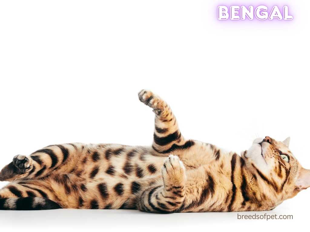 Bengal Cat