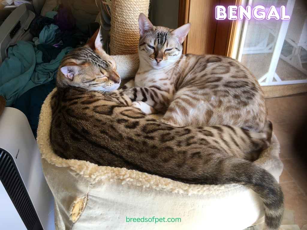 Bengal Cat