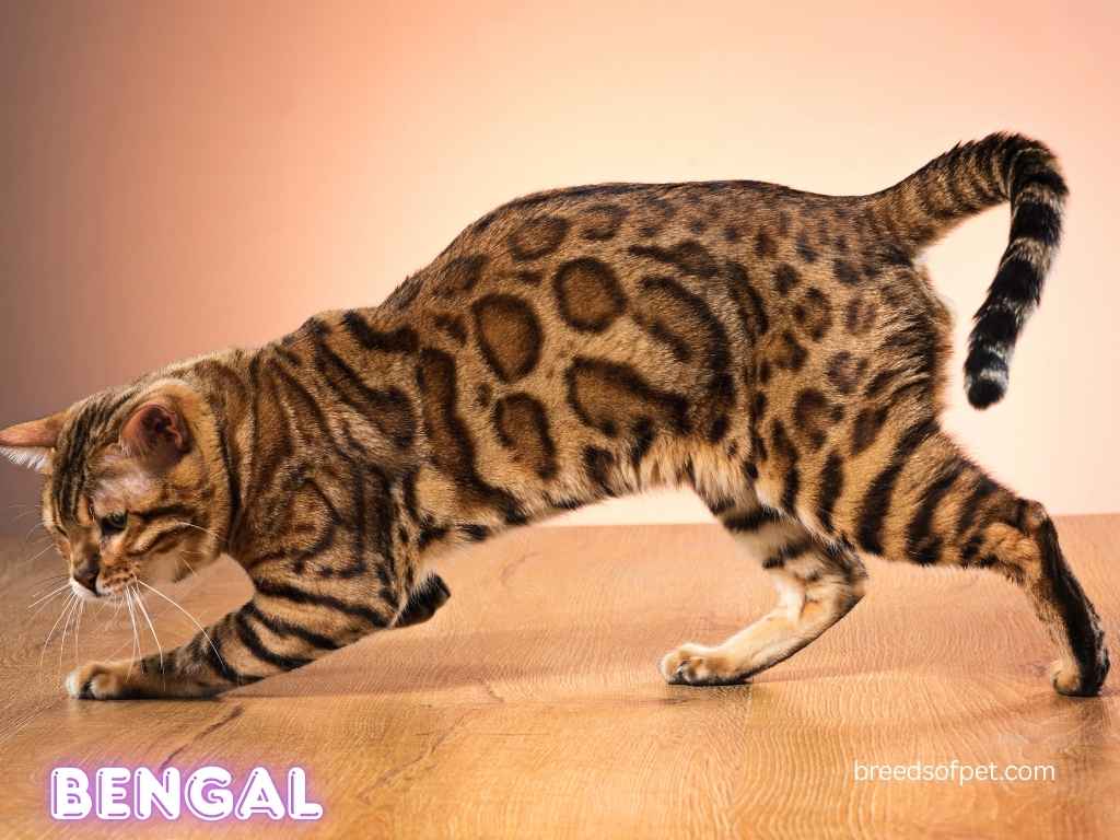 Bengal Cat