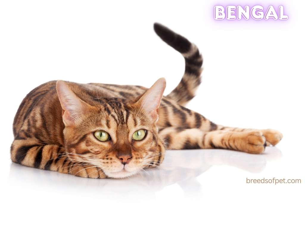 Bengal Cat