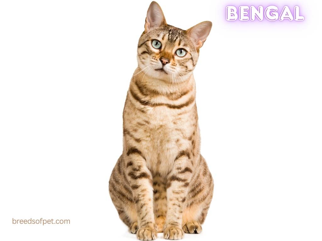 Bengal Cat