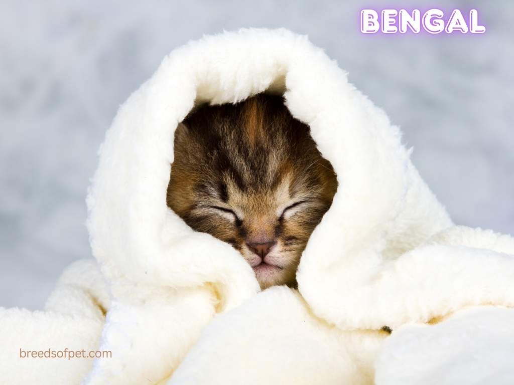 Bengal Cat