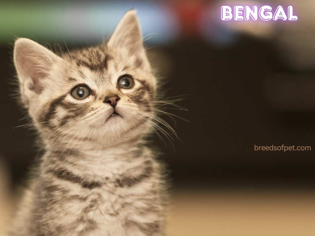 Bengal Cat