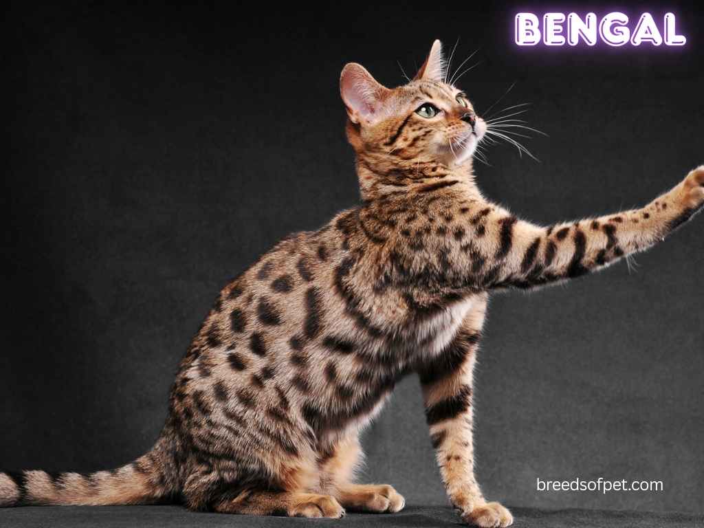Bengal Cat