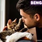Bengal Cat