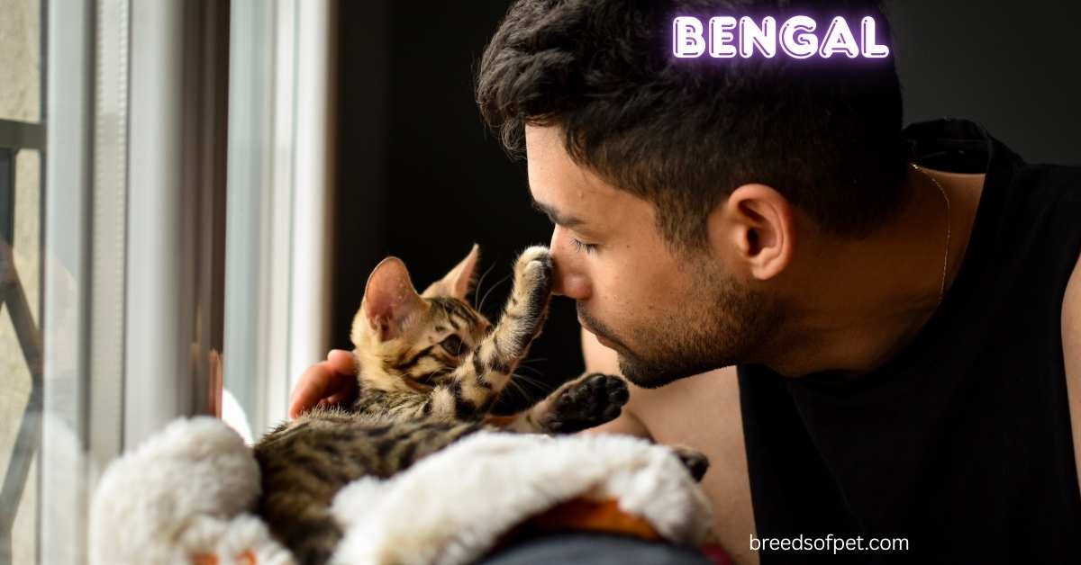 Bengal Cats: The Complete Guide with All You Need to Know 2025
