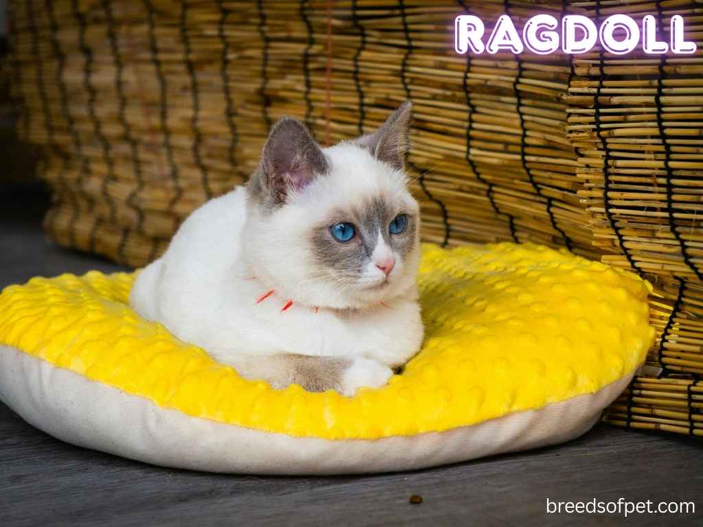 Ragdoll Cats -The Complete Guide: Everything You Need to Know 2025 7 Ragdoll