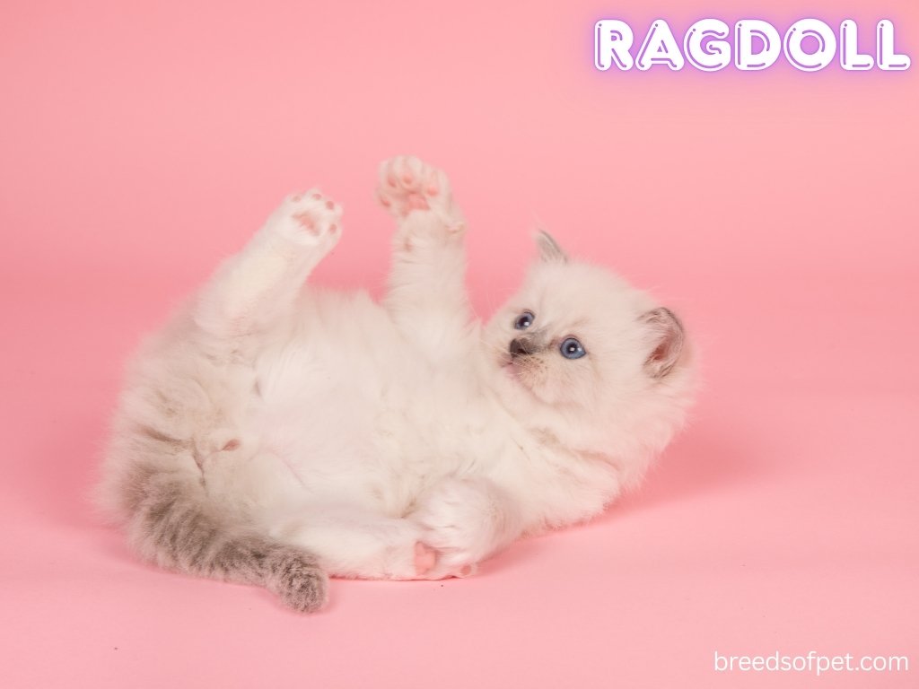 Ragdoll Cats -The Complete Guide: Everything You Need to Know 2025 6 Ragdoll