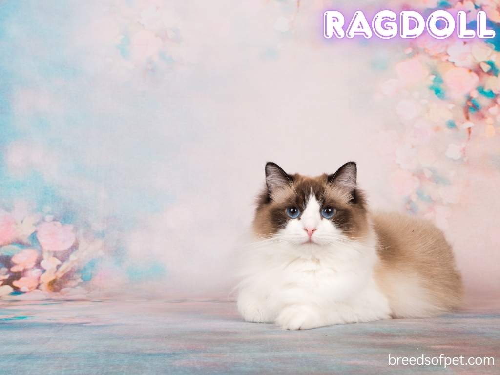 Ragdoll Cats -The Complete Guide: Everything You Need to Know 2025 12 Ragdoll 1024 x 768 px 5