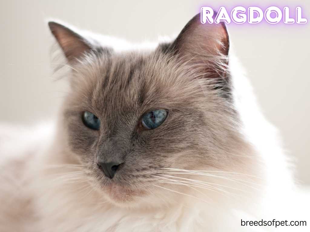 Ragdoll Cats -The Complete Guide: Everything You Need to Know 2025 13 Ragdoll