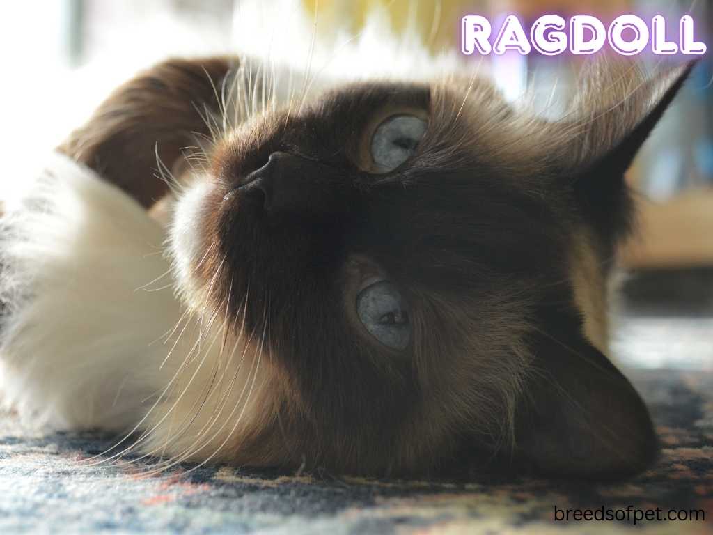 Ragdoll Cats -The Complete Guide: Everything You Need to Know 2025 9 Ragdoll 1024 x 768 px 9