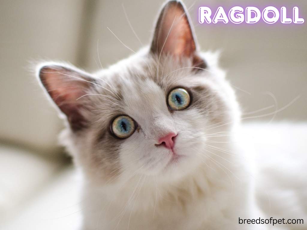 Ragdoll Cats -The Complete Guide: Everything You Need to Know 2025 5 Ragdoll