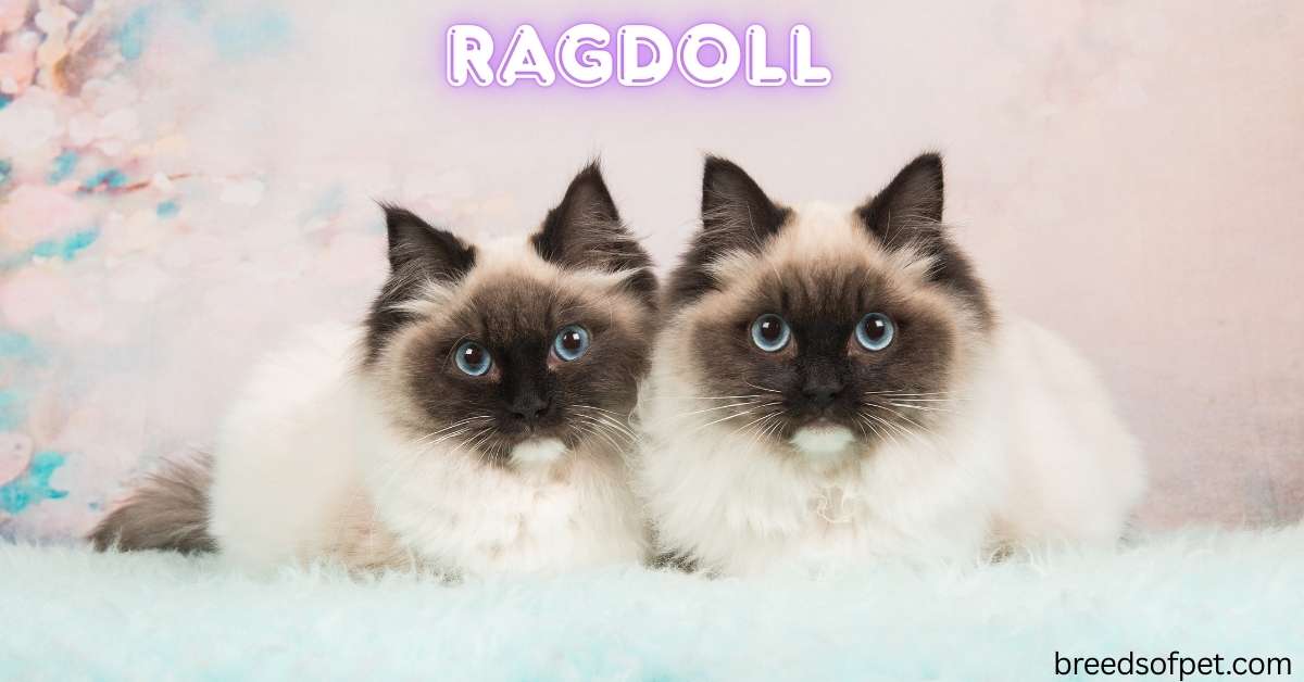 Ragdoll Cats -The Complete Guide: Everything You Need to Know 2025