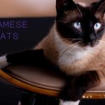 Siamese Cats