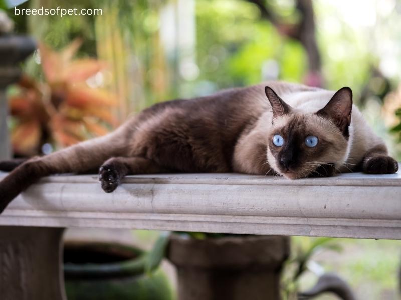 Siamese Cats: The All-You Need to Know Complete Guide on 2025 8 Siamese Cats