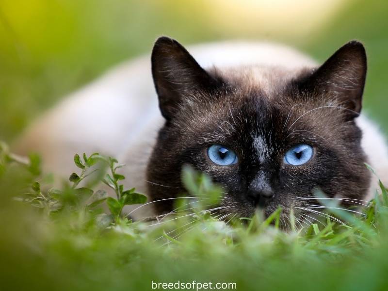 Siamese Cats: The All-You Need to Know Complete Guide on 2025 5 Siamese Cats