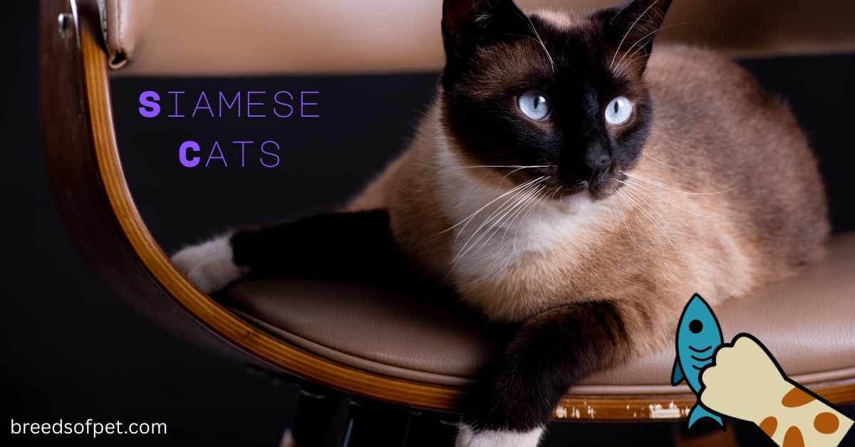 Siamese Cats: The All-You Need to Know Complete Guide on 2025