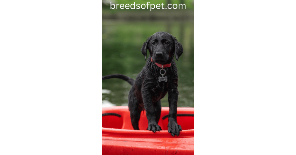 Do Black Labrador Retrievers Shed?