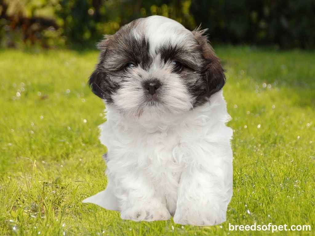 The Complete Guide to Shih Tzu: Everything You Need to Know About This Beloved Breed 2025 6 Shih Tzu
