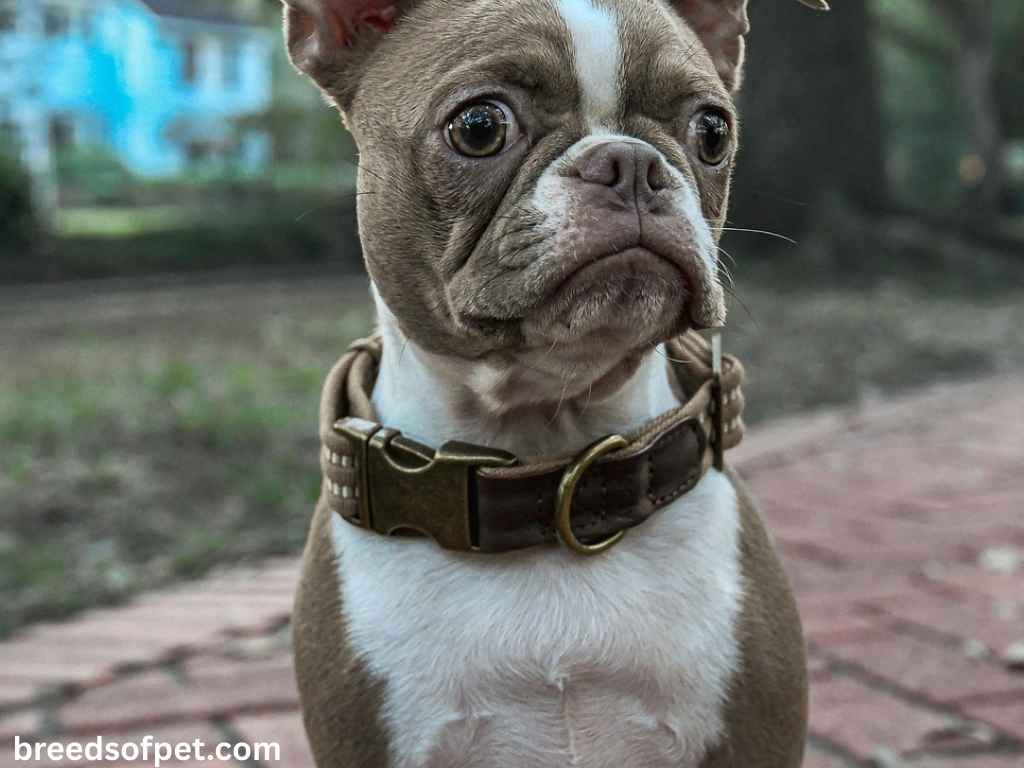 Boston Terrier