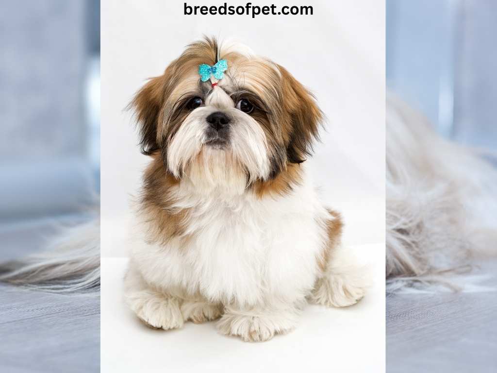 The Complete Guide to Shih Tzu: Everything You Need to Know About This Beloved Breed 2025 15 Do Shih Tzu dogs shed?