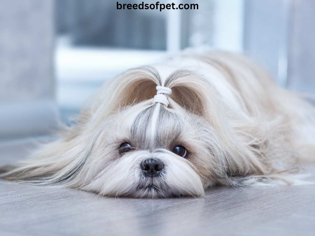The Complete Guide to Shih Tzu: Everything You Need to Know About This Beloved Breed 2025 5 Shih Tzu