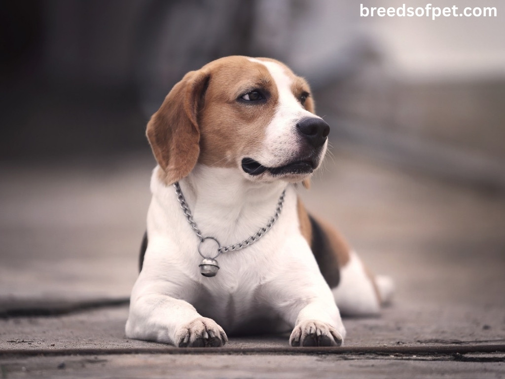 Beagle Dogs