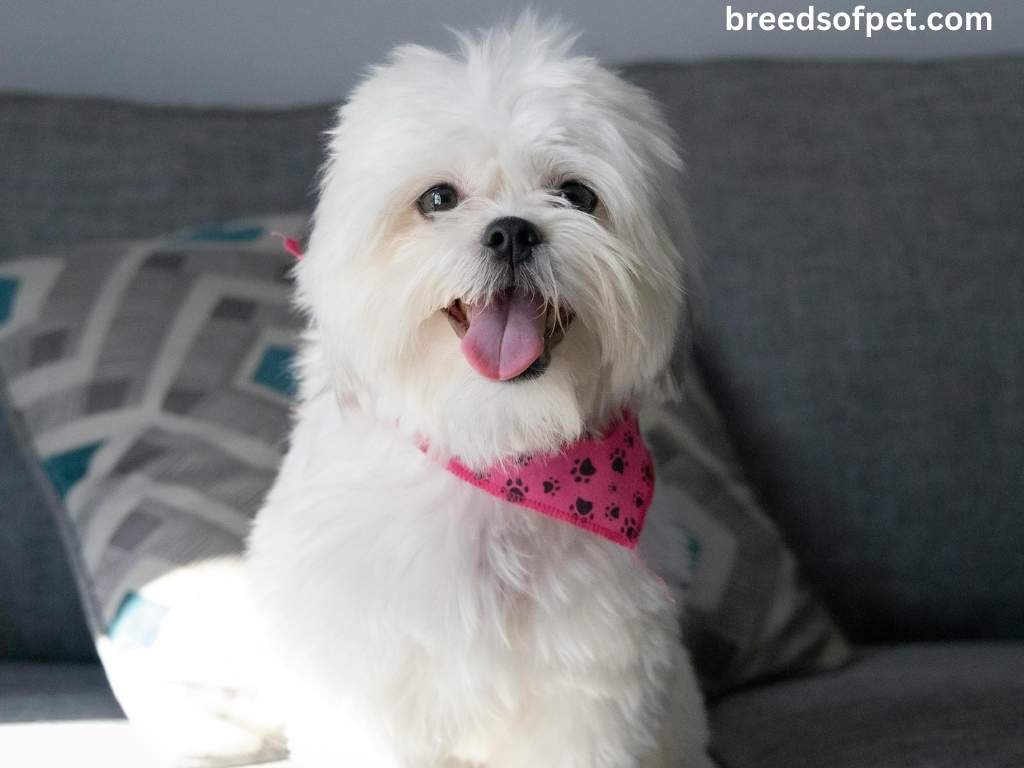 The Complete Guide to Shih Tzu: Everything You Need to Know About This Beloved Breed 2025 7 Shih Tzu